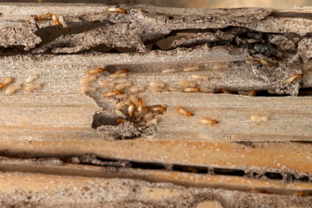 Best Wasp Removal Services  in East Setauket, NY