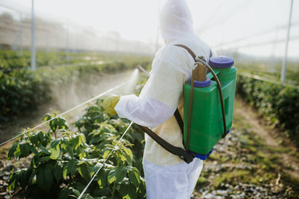 Best Termite Control Services  in East Setauket, NY